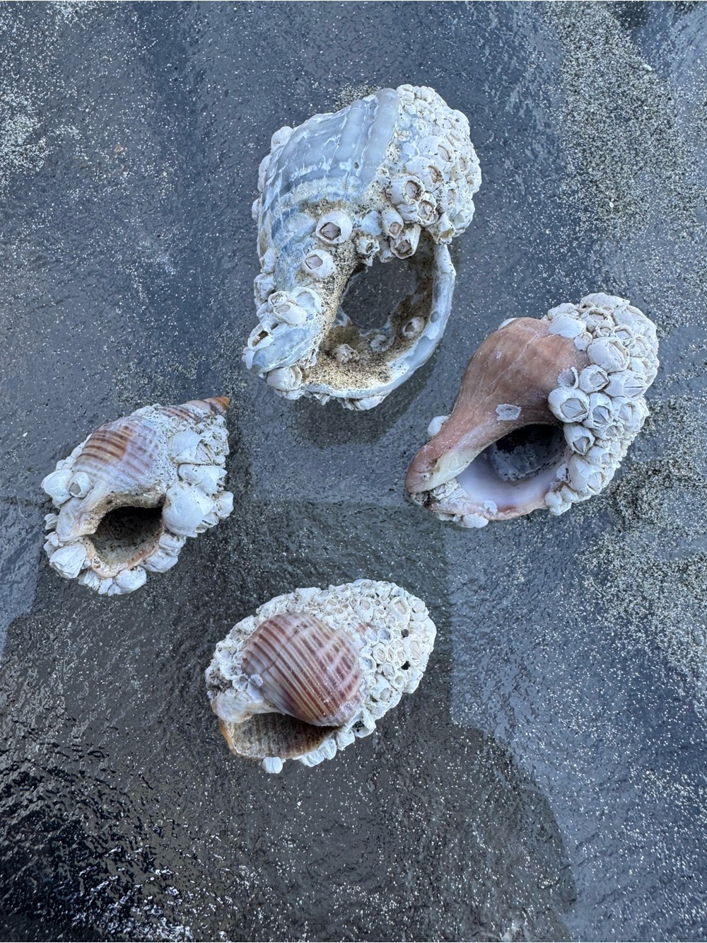 PNW Assorted White Seashell Collection - Picture 9 of 9